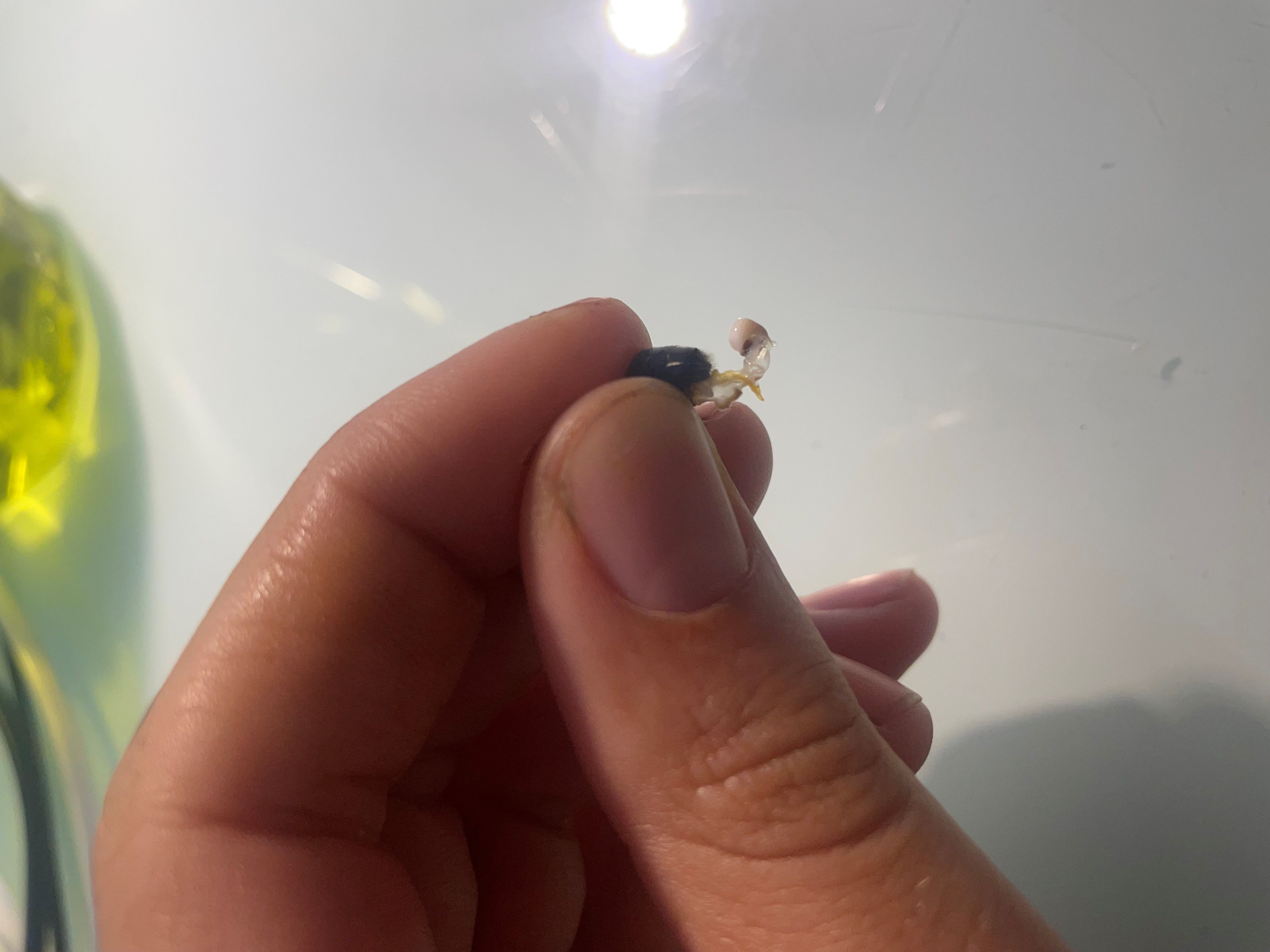Insémination artificielle