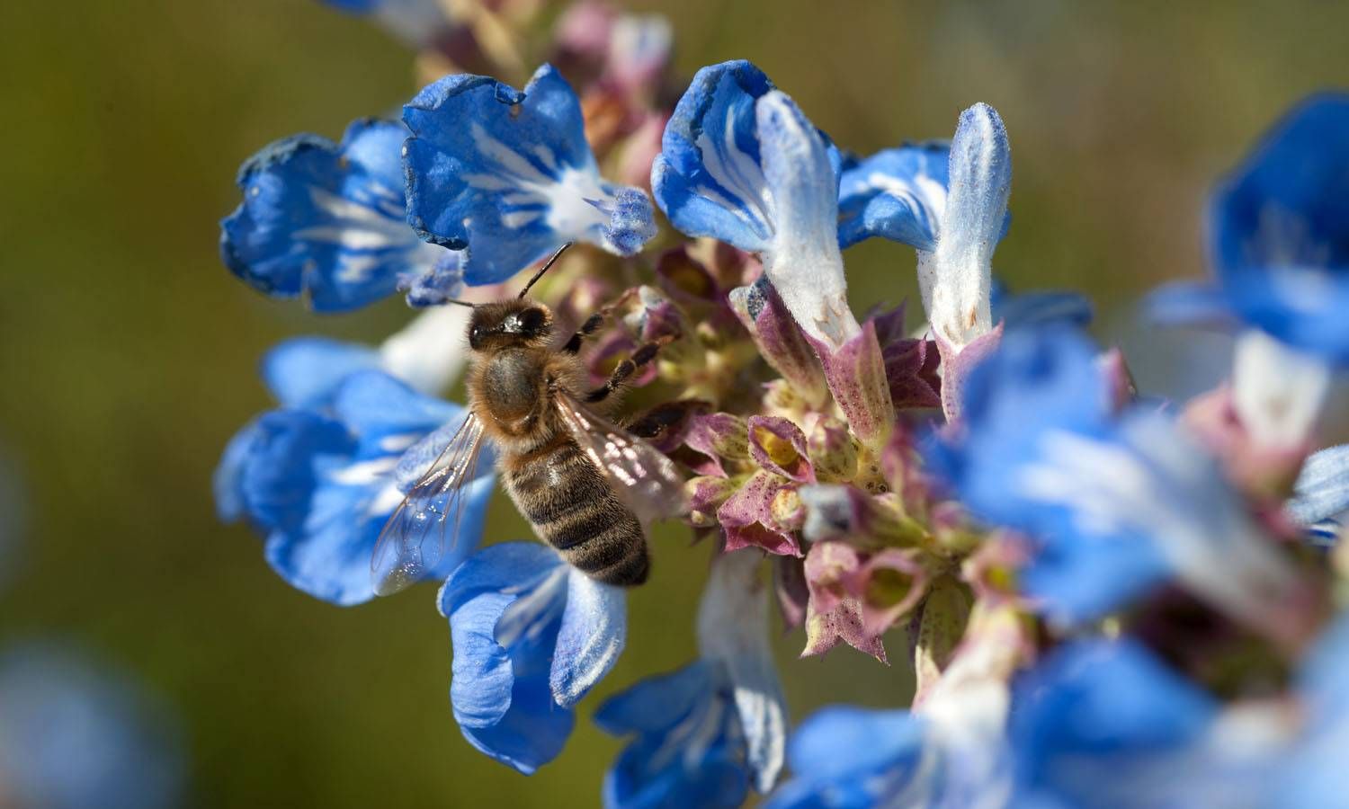 Abeille sur fleur