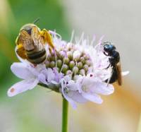 abeilles sauvages qui butinent sur une fleur