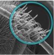 Sensilles couvrant l’antenne d’une abeille, vues au microscope électronique à balayage