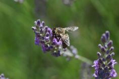 photo d'une abeille qui butine