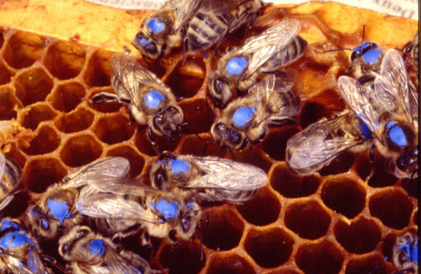 abeilles marquées